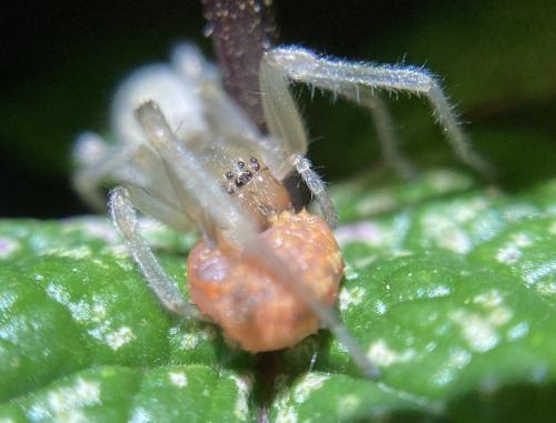 Cheiracanthium sp.